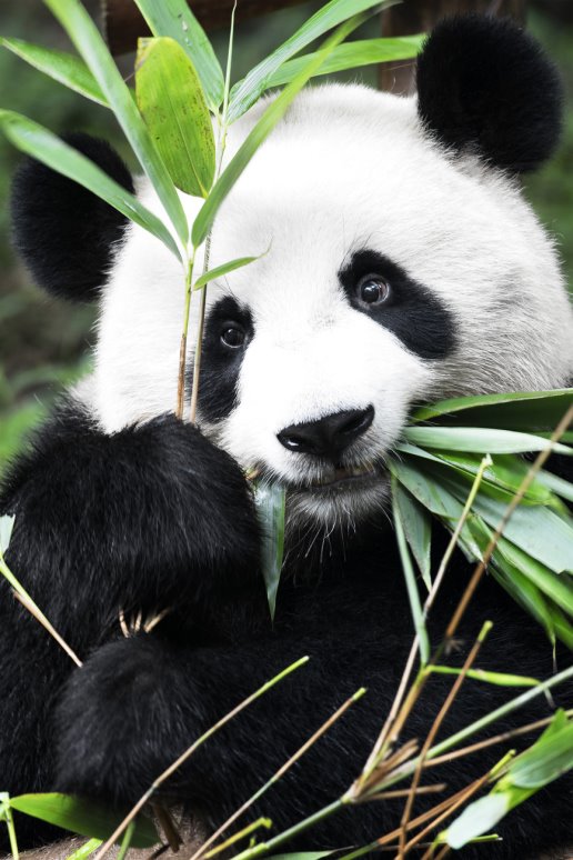 China 10MKm2 Collection - Panda | Плакати, картини, шпалери | Europosters